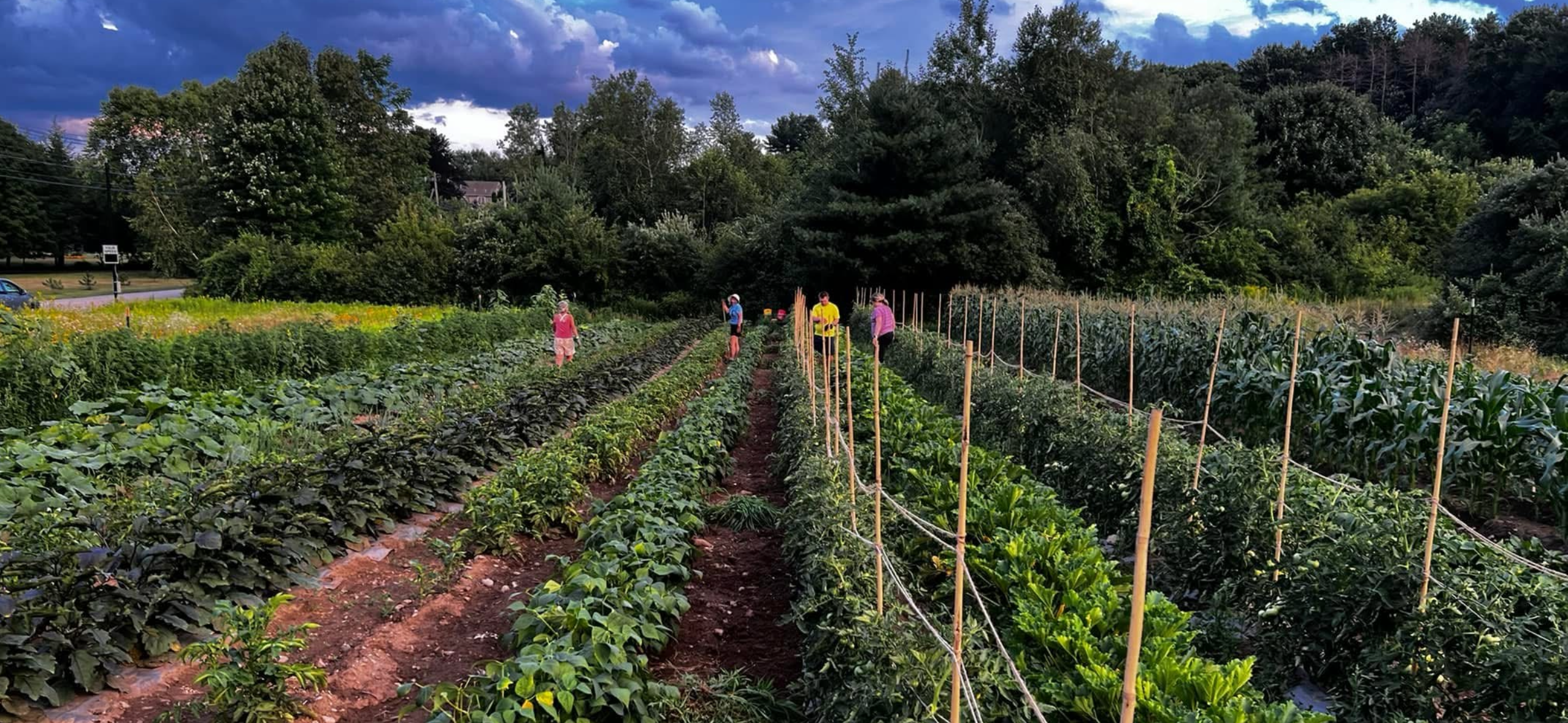 Plantation in Pine Hill Meadow Garden