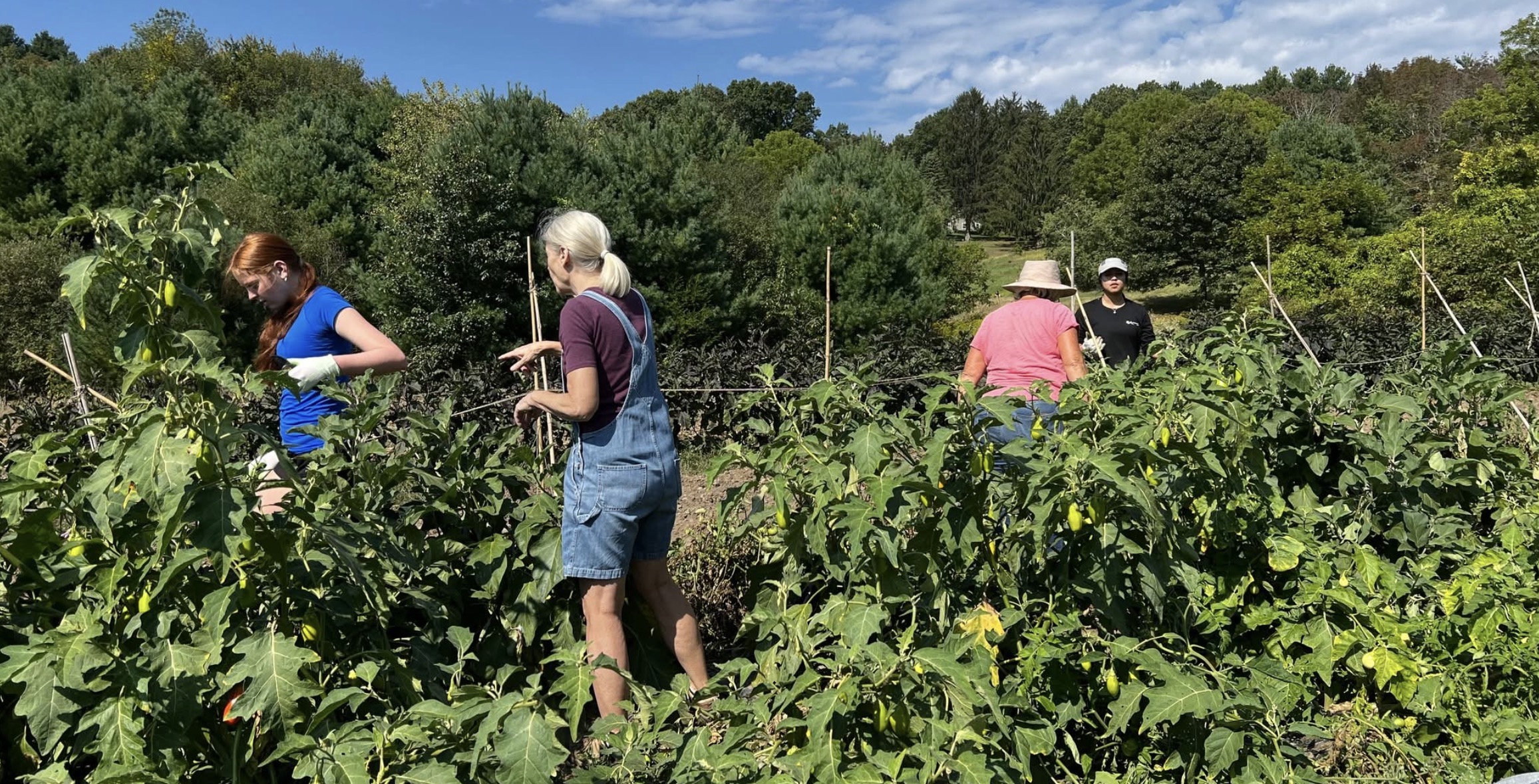 Volunteering at Pine Hill Meadows Garden