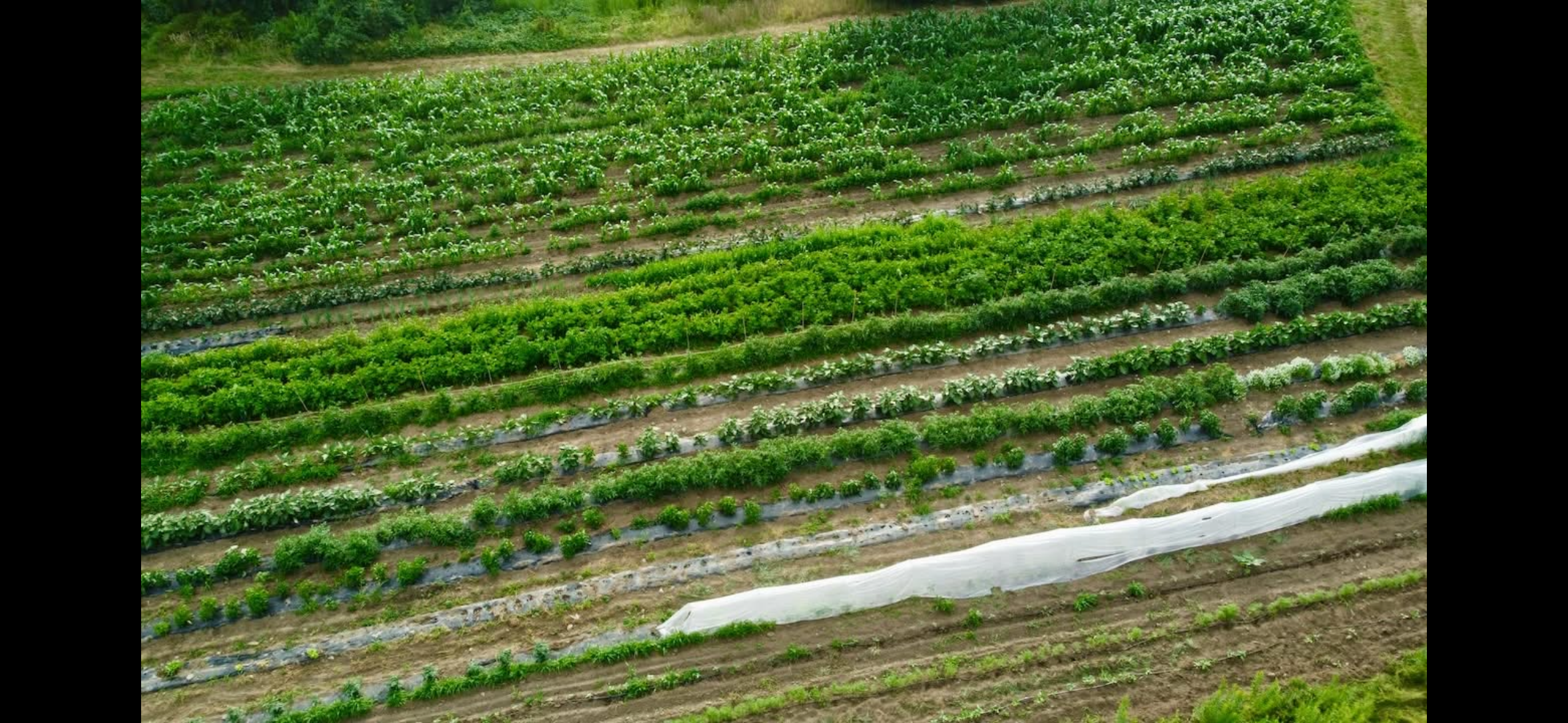 Drone view of the garden