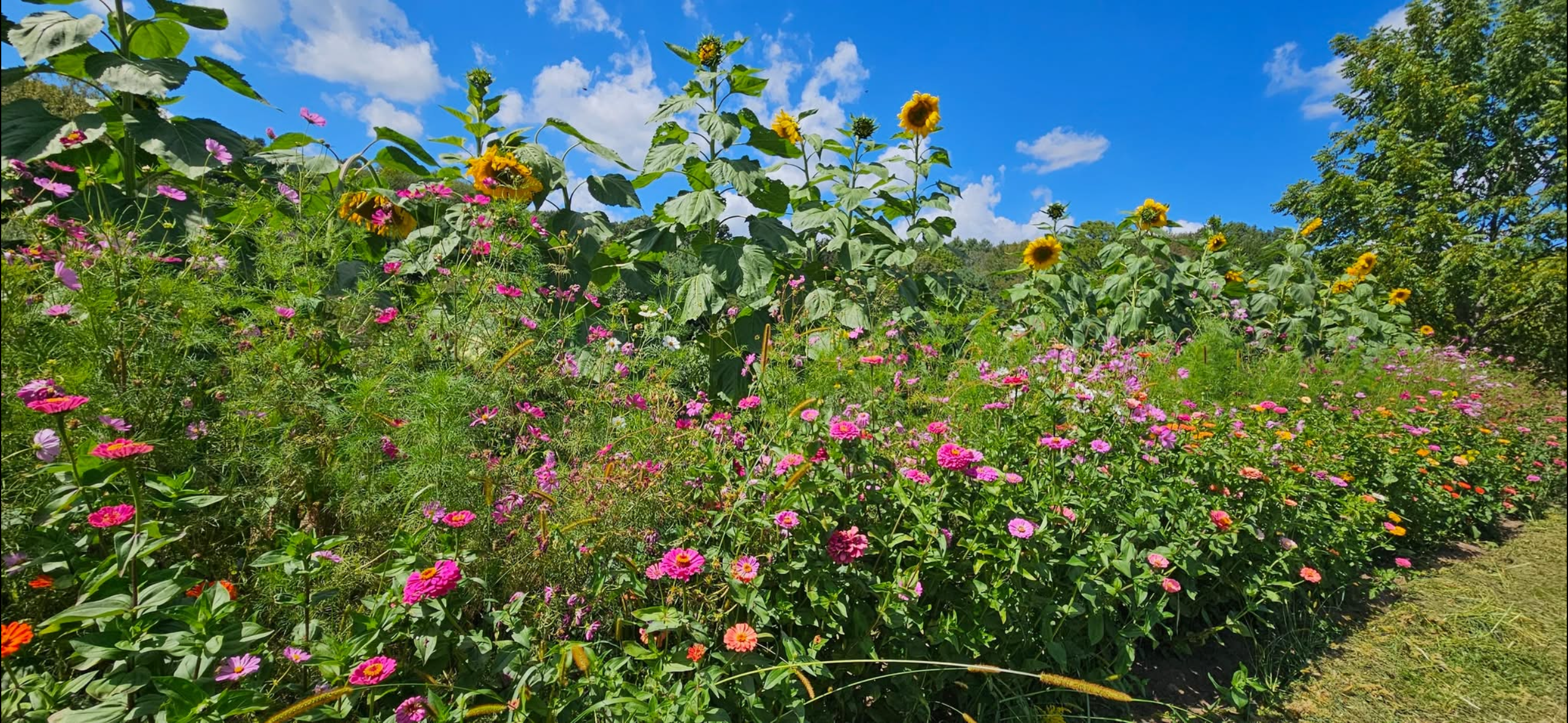Flower and Butterfly